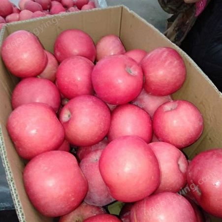 片红苹果 70-80红富士 当日采摘新鲜发出 昊昌农产品