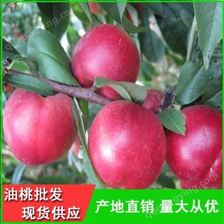 新鲜采摘早熟油桃 套袋油桃特产水果 吴昌