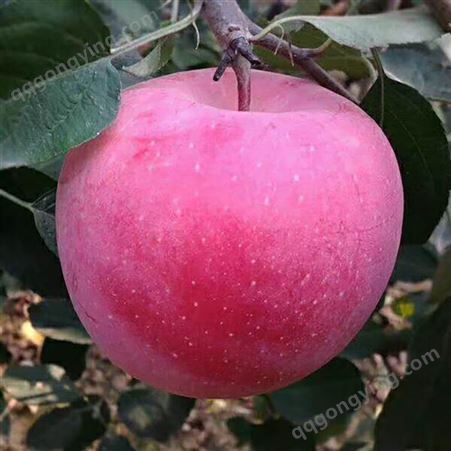 红富士的品种 现在冷库的苹果是不是去年的