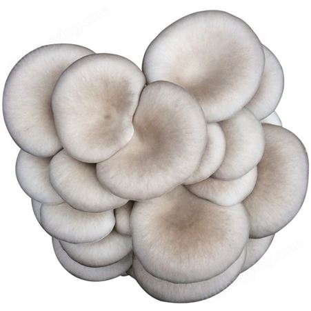 斜面种 灰平菇 食用菌母种一级种颗粒种品质精良 泽海菌业