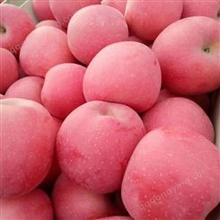 冷库苹果 冷库红富士 0-8度保鲜存储遍体通红 昊昌农产品