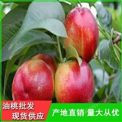 曙光油桃品种齐全-早熟油桃批发价格-昊昌
