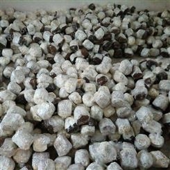 茶树菇种植菌包菌种 袋装茶树菇人工栽培菌种制作