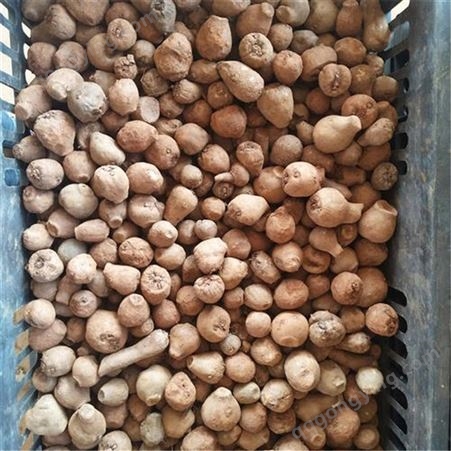 魔芋种子行情 基地提供技术指导 花魔芋种子 长期稳定供应