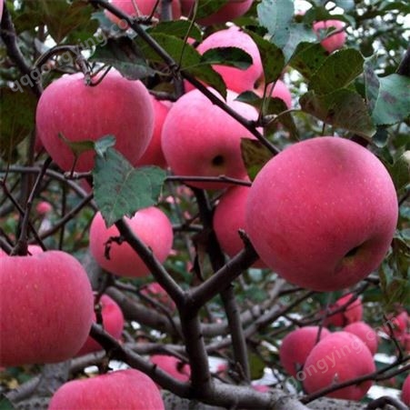 红富士树 红富士苹果优生区价格
