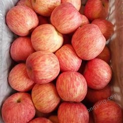 红富士批发价格 苹果树落果市场价