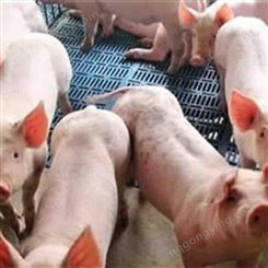 30斤仔猪批发 猪场供应三元仔猪 繁荣供应 断奶阉割