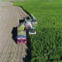 玉米秸秆青储机械豫东农牧自走式柠条收割机价格-新疆-青贮机收割效果