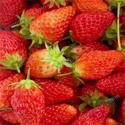 采摘草莓苗品种甜宝 大棚草莓苗种植技术 山东银庄农业草莓苗基地