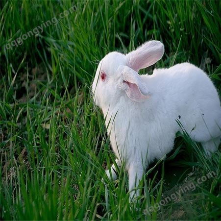 广信- 獭兔价格- 雷克斯兔