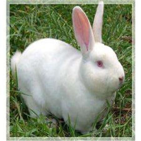 广信- 獭兔价格- 雷克斯兔