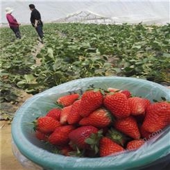 常年供应甜查理草莓苗价格 脱毒甜查理草莓苗基地直销 银庄农业草莓苗
