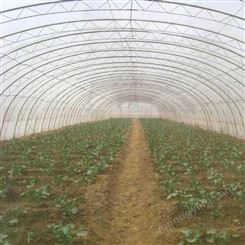   批发尼龙防虫网 乙烯防虫网 蔬菜防虫网生产厂家 质量保证