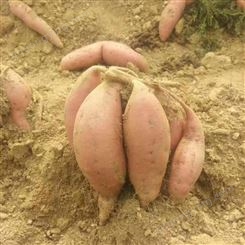 红薯批发 山地蜜薯 烤薯专用 山东红薯基地