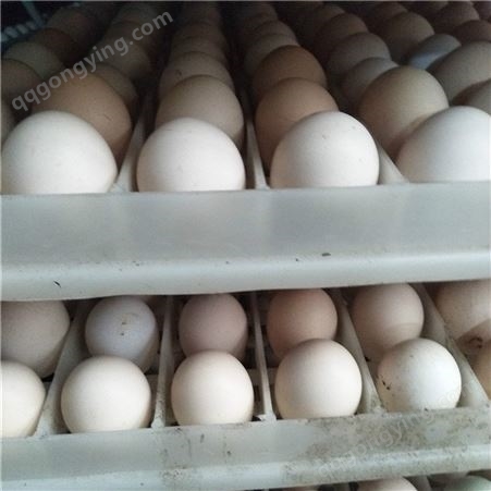 绿壳蛋鸡种蛋 土鸡种蛋 芦花鸡种蛋孵化场常年出售
