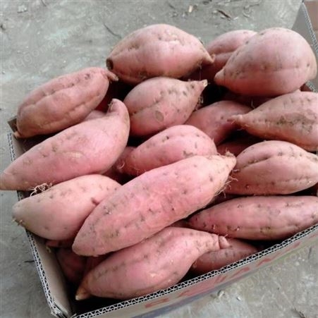 临沂红薯基地 烤地瓜红薯