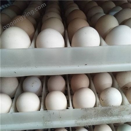 绿壳蛋鸡种蛋 土鸡种蛋 芦花鸡种蛋孵化场常年出售