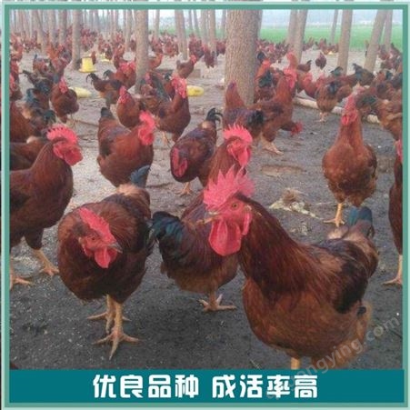 散养九斤红鸡苗 农村养殖九斤红鸡苗 高产九斤红鸡苗 销售价格