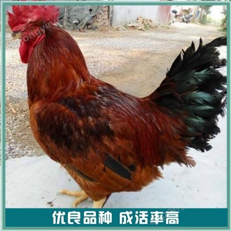 散养九斤红鸡苗 农村养殖九斤红鸡苗 高产九斤红鸡苗 销售价格