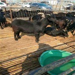 纯种黑山羊 浏阳黑山羊养殖基地供应改良羊苗 黑山羊种羊价格