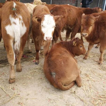 西门塔尔牛小牛价格 免费咨询 通凯牧业 云南西门塔尔牛养殖基地