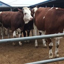 在家养殖西门塔尔小牛犊 纯种小牛犊 常德西门塔尔牛养殖场