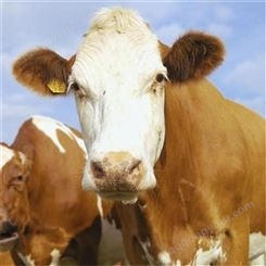 西门塔尔牛小牛价格 免费咨询 通凯牧业 云南西门塔尔牛养殖基地