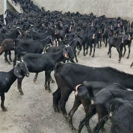 浙江努比亚黑山羊种羊 努比亚黑山羊活羊出售