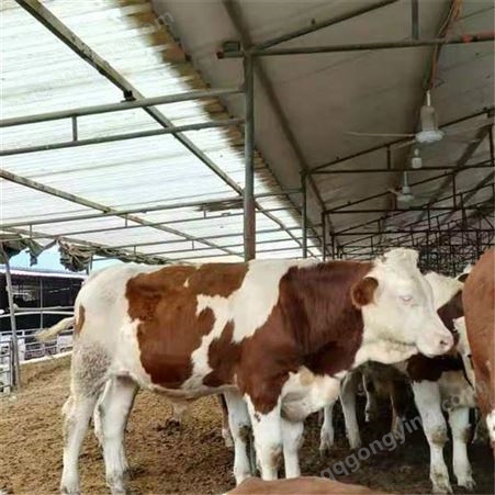 宁德养牛场 10头母牛繁殖一年利润 西蒙塔尔牛纯种种牛图片