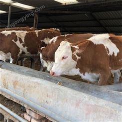 西门塔尔小牛价格 西门塔尔小牛基地 通凯 签订回收合同 西门塔尔小牛活牛