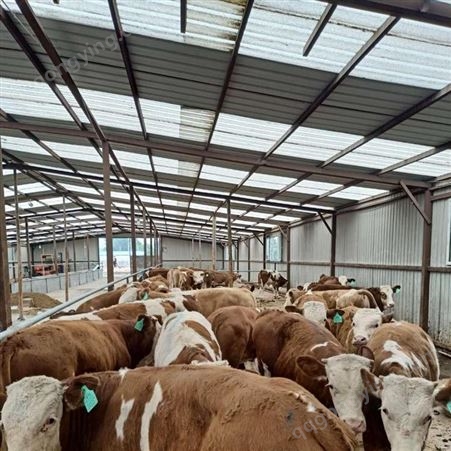 宁德养牛场 10头母牛繁殖一年利润 西蒙塔尔牛纯种种牛图片