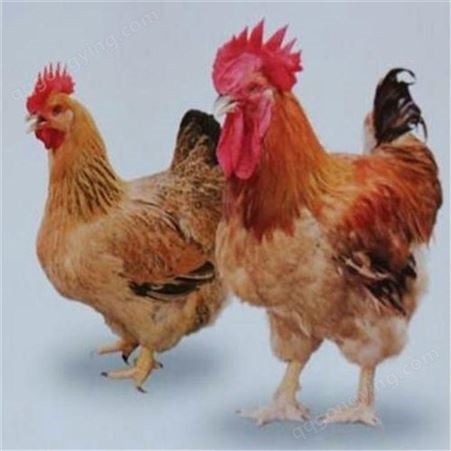 阳江贵妃鸡苗养殖基地品种多-养殖家禽的利润