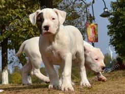 猛犬杜高 护卫犬杜高犬出售  便宜  种健康