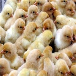 巍山鸡苗批发禽苗市场-鸡苗养殖好项目