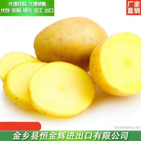 土豆批发价格 新鲜土豆加工 大量出售金乡土豆