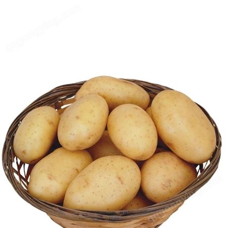 出口级土豆 土豆代理包装 批发土豆