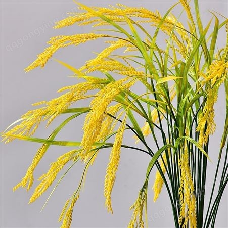 稻子假植物 仿真水稻 云南水稻家居装饰