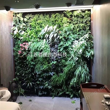 南京定制植物墙 花草植物真实墙 绿化植物墙真植物墙