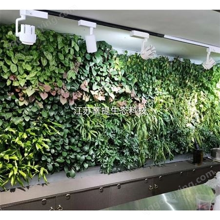 南京定制植物墙 花草植物真实墙 绿化植物墙真植物墙