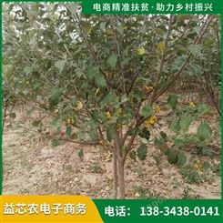 富士王苹果苗批发价格  苹果苗基地 果树一年收益 红嗄拉苹果苗