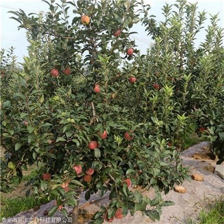 华硕苹果树苗哪里有批发的 嫁接苹果树苗大量供应