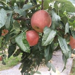 哪里批发苹果树苗-微风苹果树苗哪里出售-2公分苹果树苗