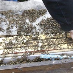 蜜蜂养殖 蜂零零出售中蜂养殖基地