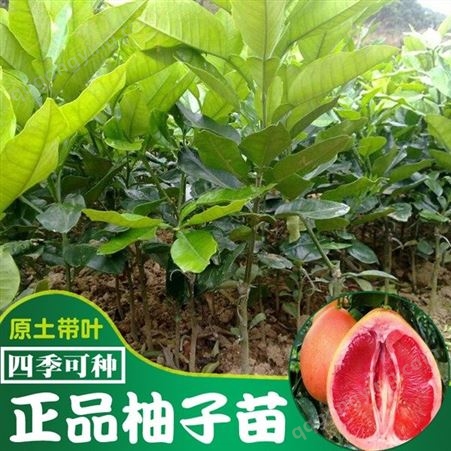 批发供应三红蜜柚,云南三红蜜柚水果树嫁接苗的种植与管理
