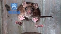 广州黄埔区捕老鼠 灭老鼠公司 杀老鼠 逮老鼠上门捡老鼠电话价格