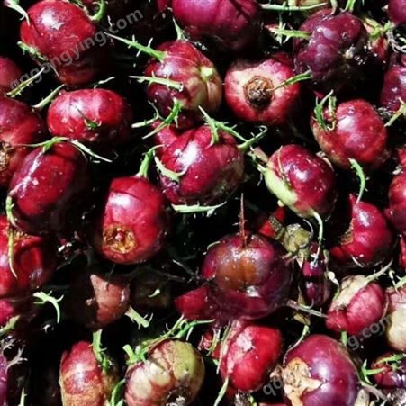 红果参种植前景 新型水果蜘蛛果 红果参一亩苗地的用量