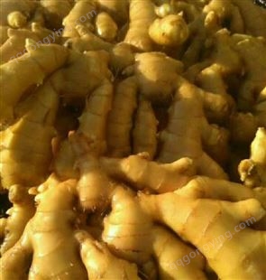 生姜价格 窖藏姜 圆头姜大量上市 姜母子3毛一斤