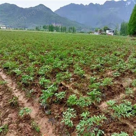 中企华信 红果参苗基地 种植前景 成活率96% 食品农业