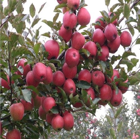 矮化苹果树，供应烟富苹果树批发 ，嫁接苹果树 矮化苹果树苗烟富8号