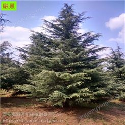 供应精品雪松树 现货出售 规格齐全 4米5米6 7 8 9米南京雪松 圣诞树雪松 一级防护树